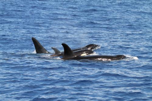 Orcinus orca Linnaeus, 1758