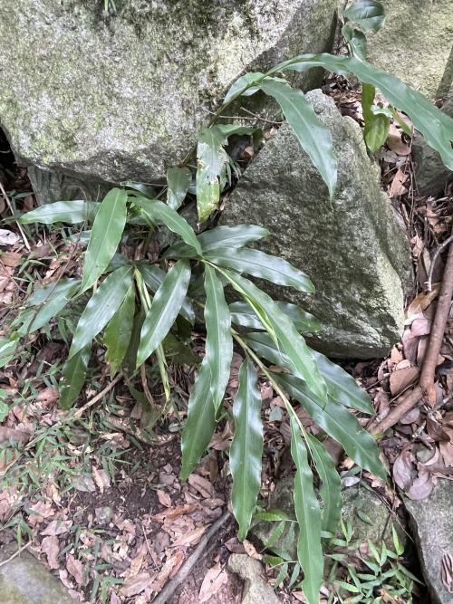 山月桃