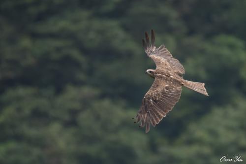 黑鳶 黑鳶