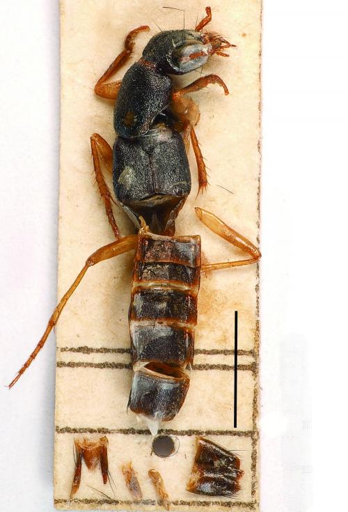 Thoracostrongylus-miyakei-lectotype