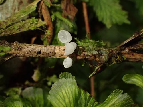 Gloiocephala caricis(苔草黏蓋傘)