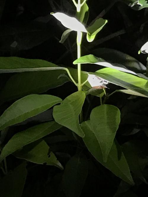 荔蝽 荔蝽