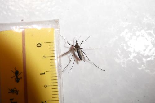 騷擾阿蚊 騷擾阿蚊