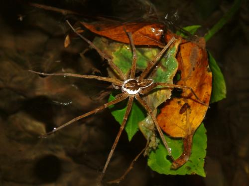 20091028_312582_Dolomedes mizhoanus-01.jpg