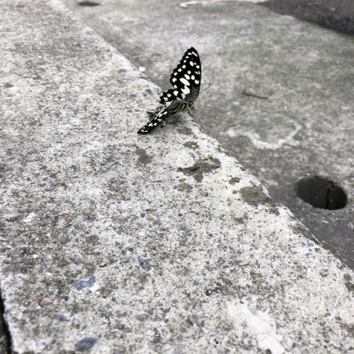 達摩鳳蝶