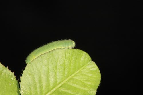 20090919_347333_Colias erate formosana_l.jpg