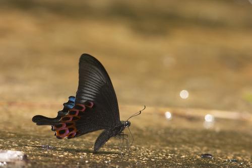 20090925_347291_Papilio hopponis_a.jpg