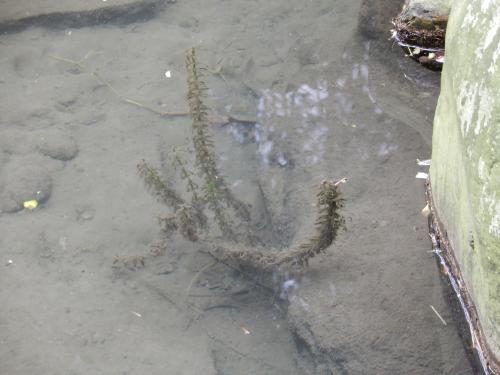 水蘊草