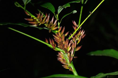 Daphnephila truncicola Daphnephila truncicola
