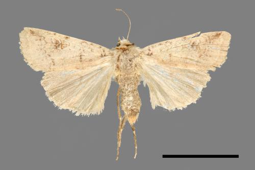 Diarsia carnipennis[煙歹夜蛾][00000527]