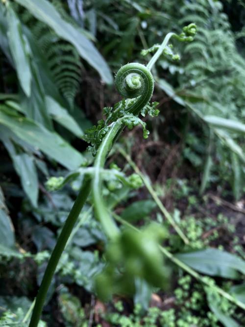 刺柄碗蕨