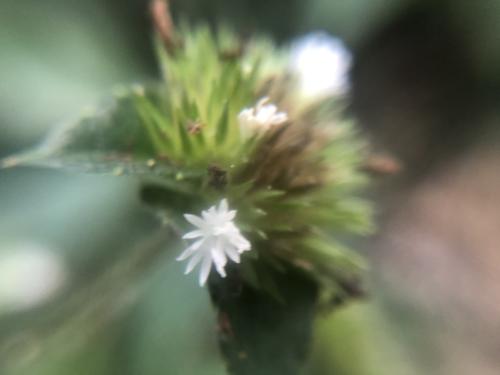 地膽草 地膽草