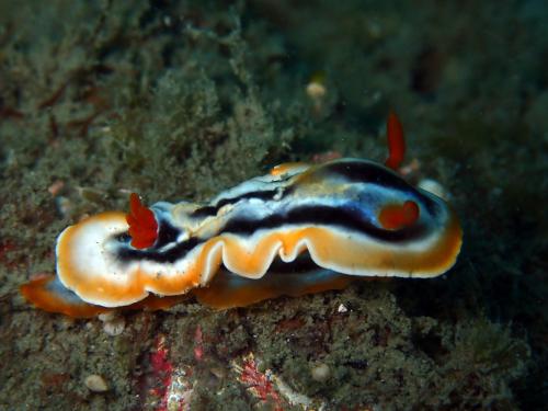 P4080563.1 Chromodoris magnifica