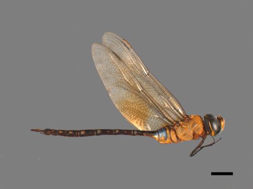 Anax panybeus[麻斑晏蜓][00103196]