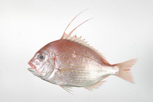 ASIZP0065925 ASIZP0065925