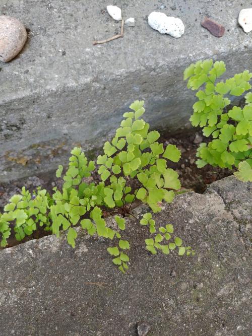 鐵線蕨 鐵線蕨