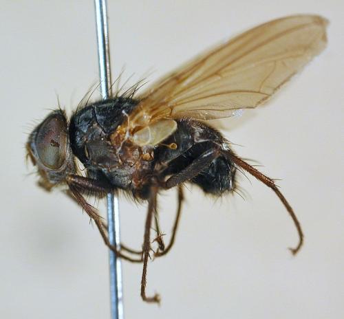 Polleniopsis dalatensis lateral