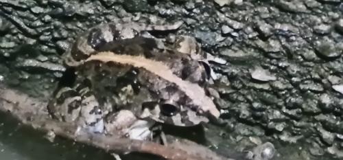 澤蛙