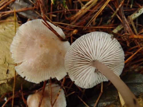 Mycena pura(潔小菇)