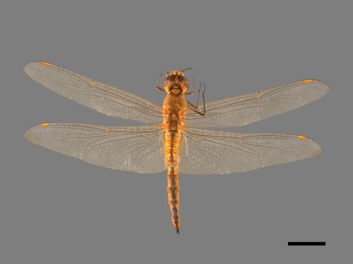 Pantala flavescens[薄翅蜻蜓][00103778]