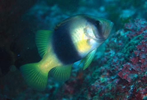 Diploprion bifasciatum@fishdb-media-8546