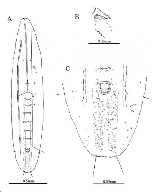 Agrostaleyrodes arcanus Ko