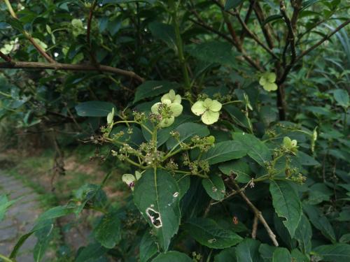 華八仙(華南分布) 華八仙(華南分布)