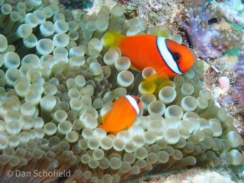 白條雙鋸魚 白條雙鋸魚