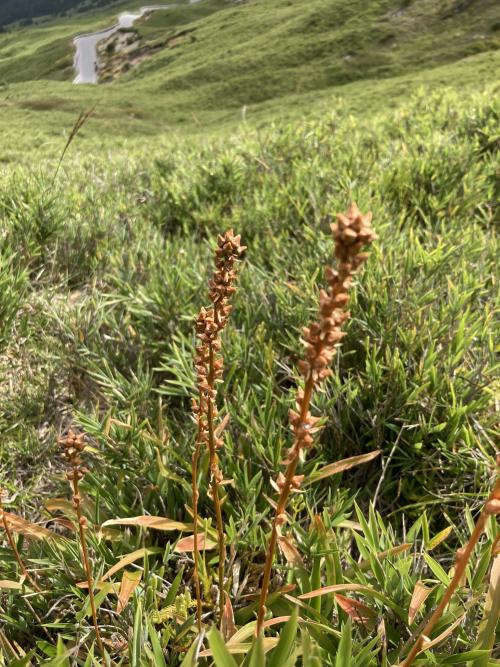 臺灣粉條兒菜 臺灣粉條兒菜