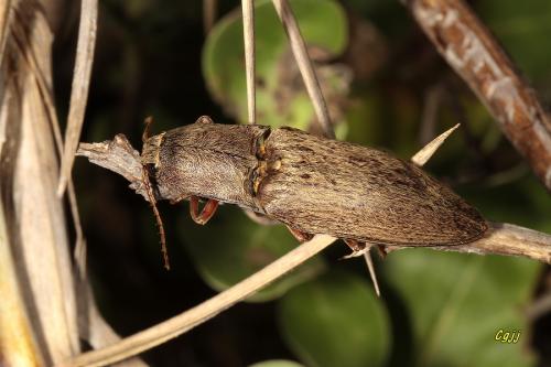 Lanelater pescadorensis