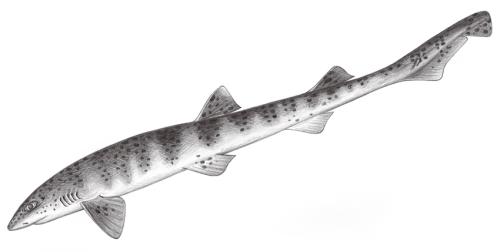 Halaelurus buergeri@Jheng0046