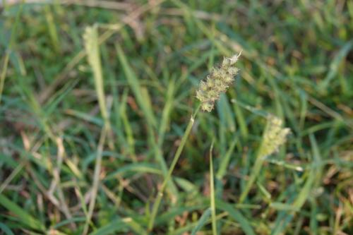 蒺藜草 (黐頭芒) 蒺藜草 (黐頭芒)