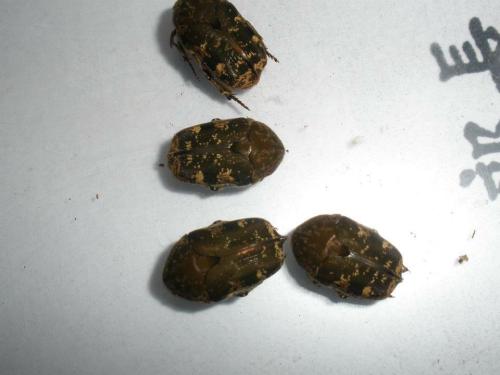 灰白點花金龜 (紡星花金龜) 灰白點花金龜 (紡星花金龜)