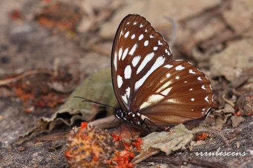 N57-1 台灣斑眼蝶