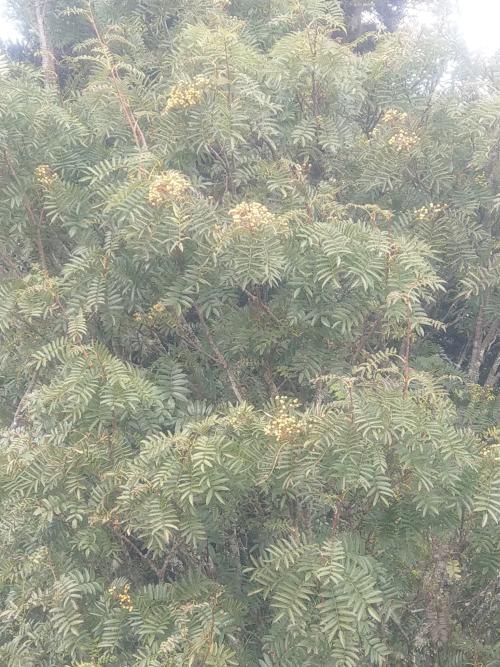 巒大花楸 巒大花楸