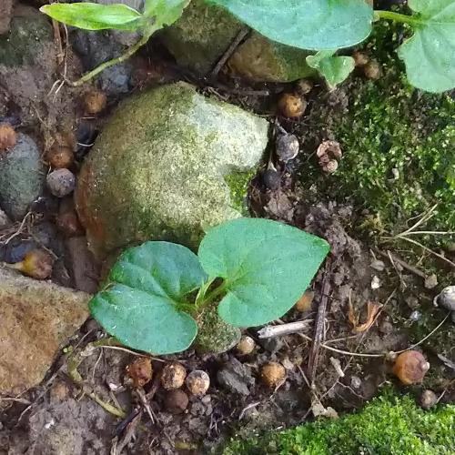 魚腥草 魚腥草