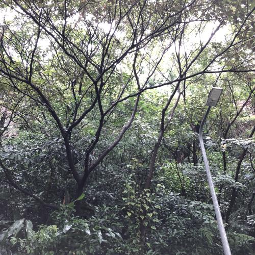 樹鵲