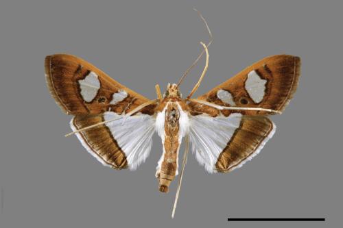 Glyphodes actorionalis[00068617]