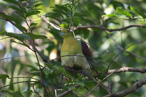 綠鳩 綠鳩
