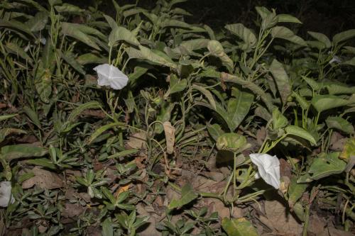蕹菜 蕹菜
