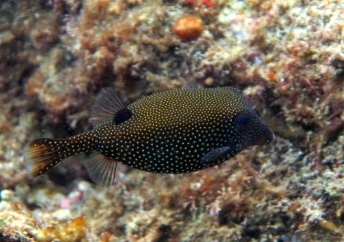 Ostracion meleagris 米點箱魨