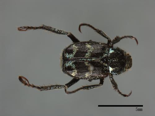 Hoplia latesutulata[長毛長腳金龜][00082203]
