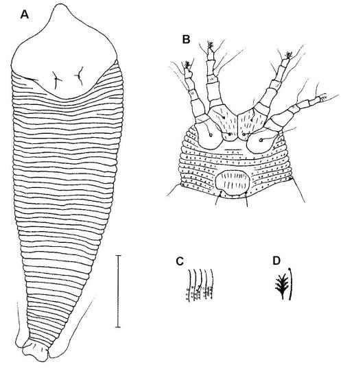 Neoleipothrix bambusae Huang, 2001