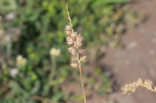 蒺藜草 (黐頭芒) 蒺藜草 (黐頭芒)