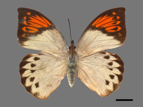 Hebomoia glaucippe formosana[端紅蝶][00014283]