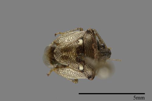 Eysarcoris guttigerus[00089144]