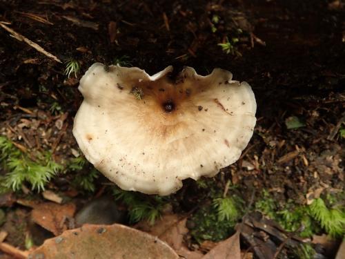 Polyporus melanopus(黑柄多孔菌)