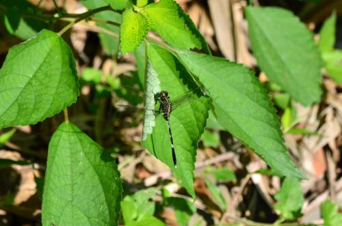 狹腹灰蜻 (杜松蜻蜓) 狹腹灰蜻 (杜松蜻蜓)