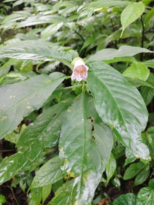 角桐草 角桐草