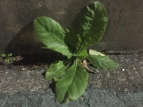 皺葉菸草